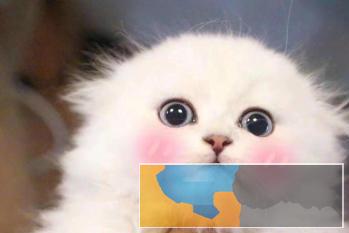 本地猫舍出售各种精品宠物猫保纯种保健康