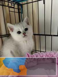 漂亮，胖仔，渐层宝宝，蓝猫，蓝白，布偶等都有