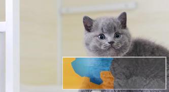 无锡本地 美短蓝猫蓝白渐层出售 包健康可送