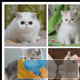 你给它时间它给你不一样的美丽 猫舍直销，可上门挑选