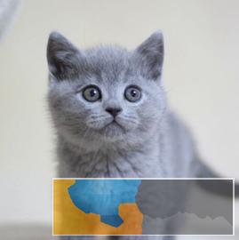 蓝猫宝宝、贴心的售后、能签协议保障全年出售包健康