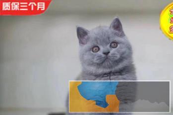 自家猫舍繁殖大包子脸橘眼巨萌蓝猫三包协议