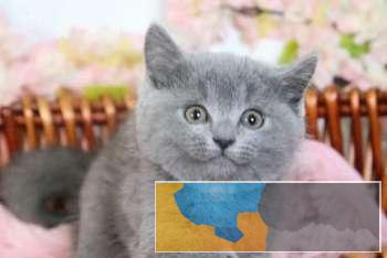 英短蓝猫粉鼻蓝白本地繁殖送猫到家