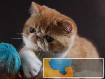 猫舍出售宠物猫品种齐全、健康无癣、检测抱回家