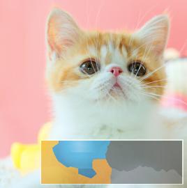 正规猫舍繁殖出售加菲猫高贵血统育苗齐全