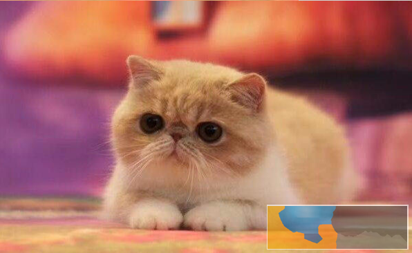 长毛波斯幼猫宝宝 多只出售 多窝可选公母都有