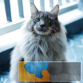 包纯种短毛猫蓝白蓝猫渐层加菲布偶包健康纯种