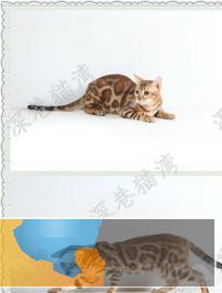 猫舍繁殖各种高品质猫咪包纯种健康