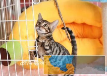 本地自家繁殖孟加拉豹猫，有保障可上门挑选