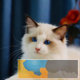 仙女猫布偶猫，长相甜美 常年出售、多选、全国可飞