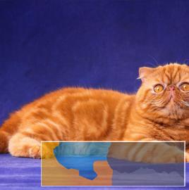 漂亮可爱加菲幼猫出售视频挑选同城周边可以送上门