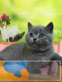 自家繁殖纯种英短蓝猫蓝白渐层加菲布偶