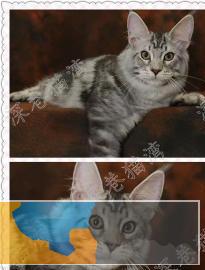 自家养繁育长毛缅因猫疫苗三包纯种健康