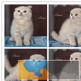 纯种美国短毛猫活体家养宠物猫幼猫包健康纯种美短猫