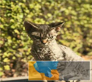 本地多只呆萌温顺猫咪出售价格实惠卷毛猫带回家