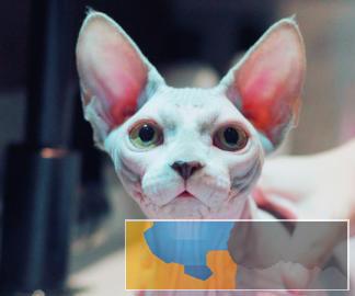 高品质.品相.无毛猫.蓝眼.卷耳.外星人