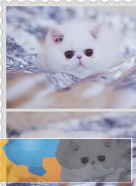 加菲猫可爱粘人呆萌呆萌哒眼鼻一线大眼睛水灵灵