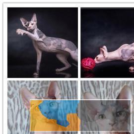 高品质无毛猫找家长健康漂亮无病癣