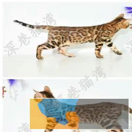 猫舍繁殖各种高品质猫咪包纯种健康