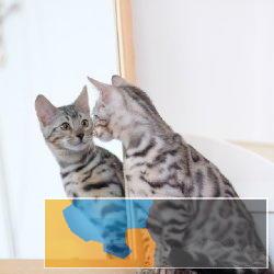 温柔家猫性格孟加拉豹猫时尚猫舍直销