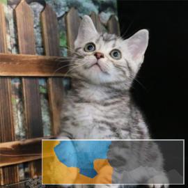 家养英短纯白蓝猫渐层加菲美短虎斑