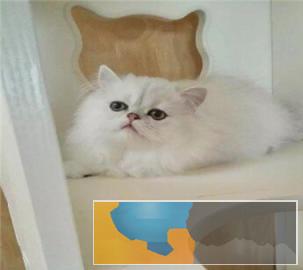 本地多只呆萌温顺猫咪出售价格实惠金吉拉猫带回家