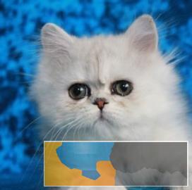 本地猫舍出售可爱的金吉拉弟弟妹妹均有