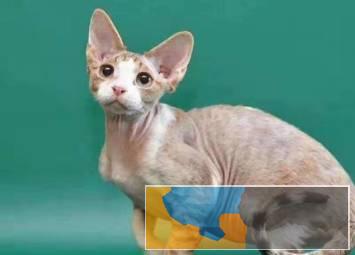 猫舍繁殖德文卷毛猫疫苗齐全纯种健康好养活