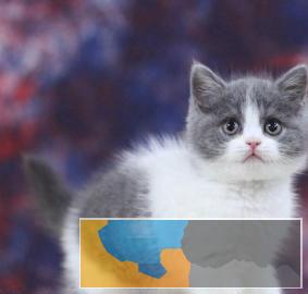 蓝猫大包子脸性格好粘人萌萌哒同城可免费送猫上门