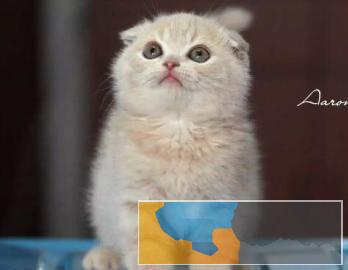 较萌较可爱折耳猫疫苗做齐颜值爆表融心系