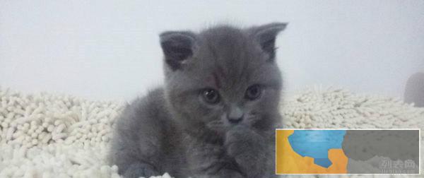 无偿 领养小不点猫咪