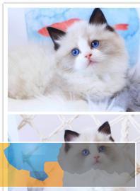 自带仙气的仙女布偶猫蓝双海双甜美可爱