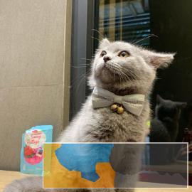 有偿领养纯种英国短毛蓝猫