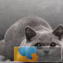 厦门猫舍繁殖可上门健康无廯可爱英短美短渐层仙女布偶