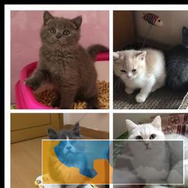 猫舍繁殖可上门健康无廯可爱英短美短渐层仙女布偶