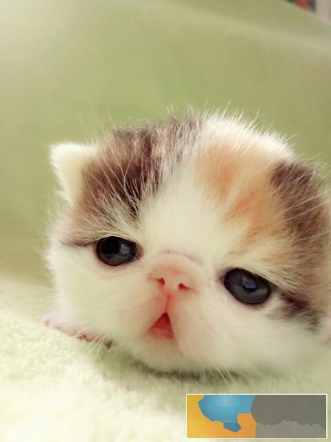 CFA正规猫舍布偶英短加菲蓝猫