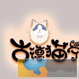 正规猫舍繁殖手套色双色重点色布偶猫有血统,保证健康