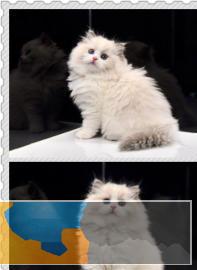 网红仙女布偶猫双血统疫苗驱虫已做气质非凡哟