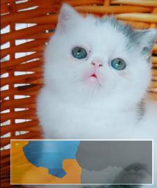 厦门精品小型猫舍的加菲猫有26可以转让了