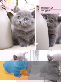 猫舍直销包子脸蓝猫幼猫可实地挑选欢迎上门