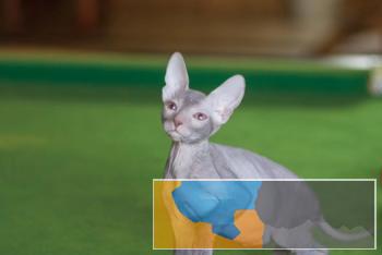 加拿大斯芬克斯无毛猫常年出售包纯种包健康