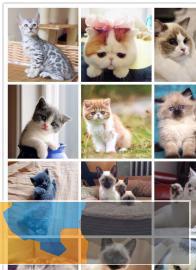 徐州本地猫舍出售各种名犬名猫包纯种包健康 徐州本地猫舍出售各种名犬名猫包纯种包健康