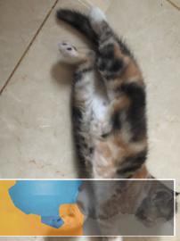 自家繁殖超萌加菲猫