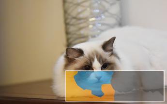 徐州本地猫舍出售各种名犬名猫包纯种包健康 徐州本地猫舍出售各种名犬名猫包纯种包健康