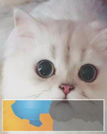 徐州本地猫舍出售各种名犬名猫包纯种包健康 徐州本地猫舍出售各种名犬名猫包纯种包健康