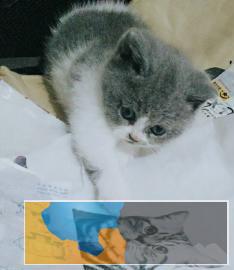蓝白英短猫咪公母