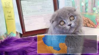 本地自家繁殖纯种英短蓝猫优惠带证书出售