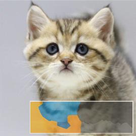 专业养殖场繁殖虎斑猫幼崽防疫针打齐