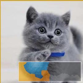 出售英短蓝猫银渐层美短起司幼猫包纯种 出售英短蓝猫银渐层美短起司幼猫包纯种