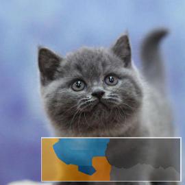 出售英短蓝猫银渐层美短起司幼猫包纯种 出售英短蓝猫银渐层美短起司幼猫包纯种